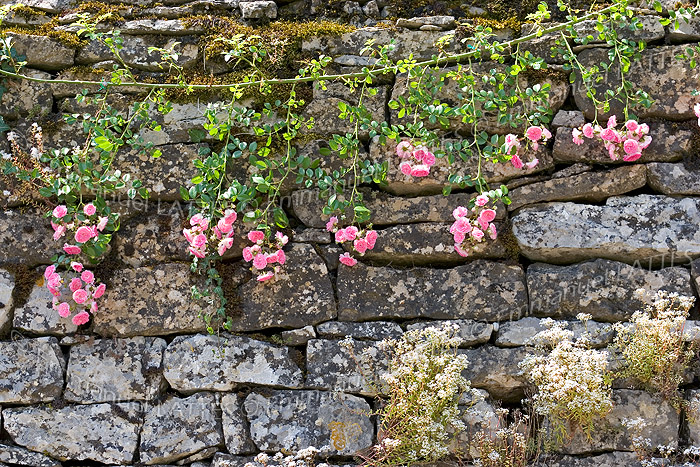 راهنمای نگهداری و پرورش گل و گیاهان زینتی - گل نسترن